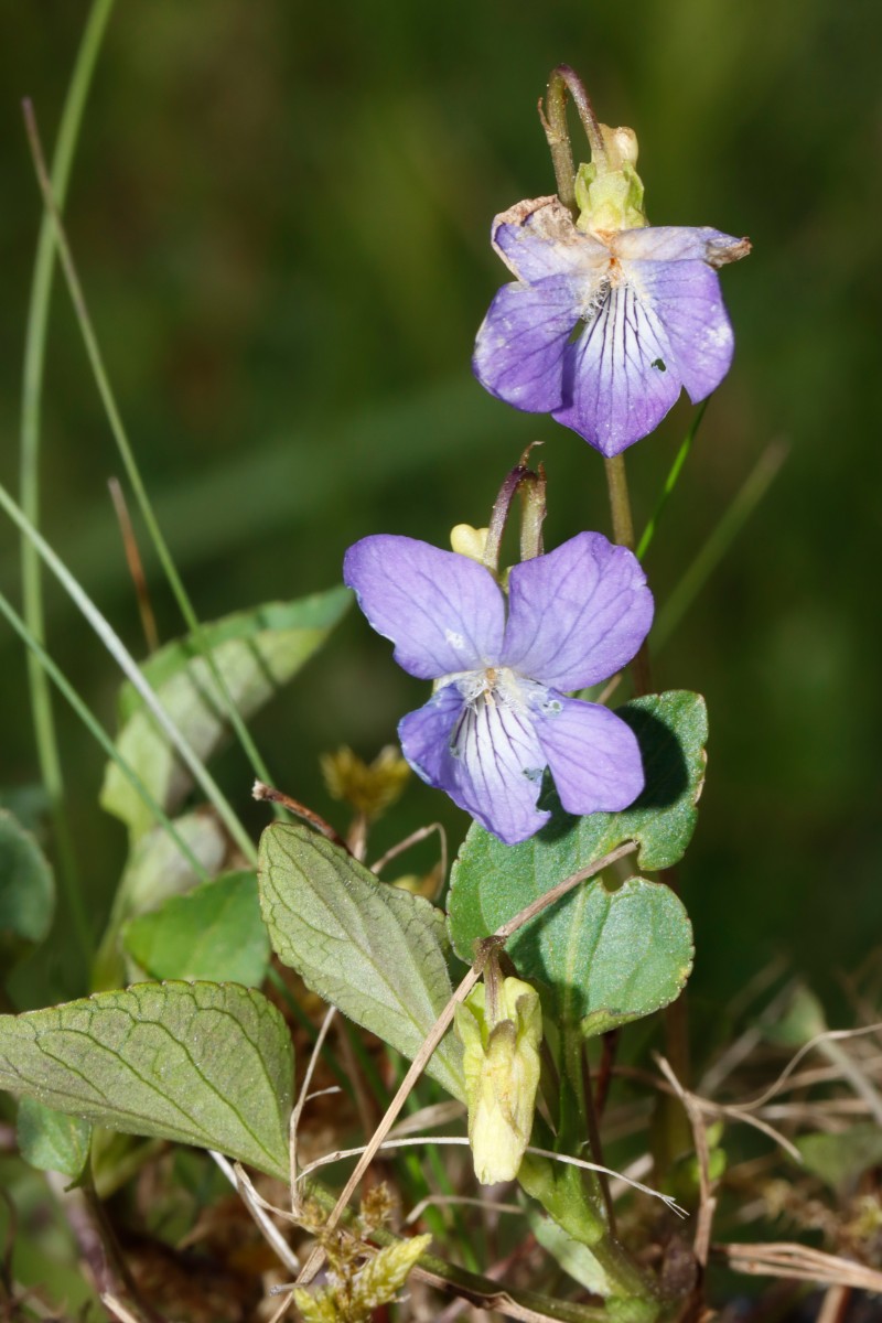 Viola stagnina blau Speyer Haderwiese A03.jpg