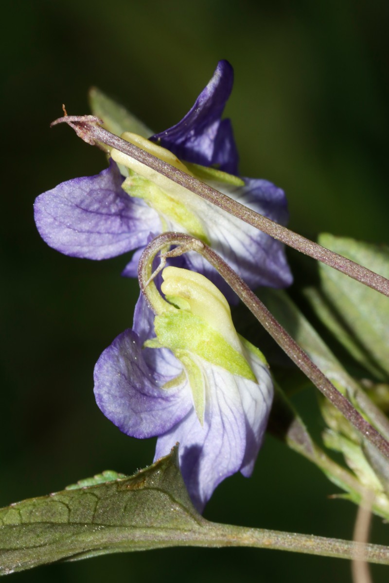 Viola stagnina blau Speyer Haderwiese A08.jpg