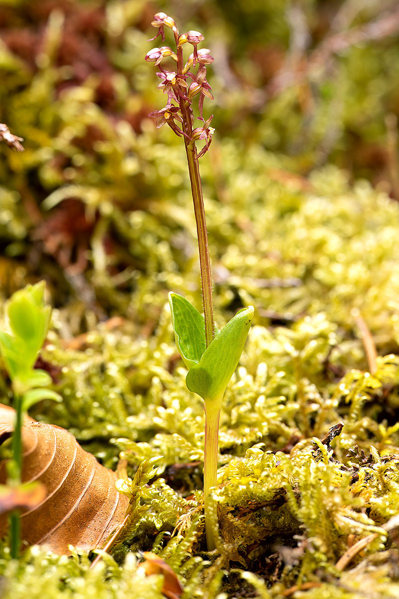 Listera cordata_8229.jpg