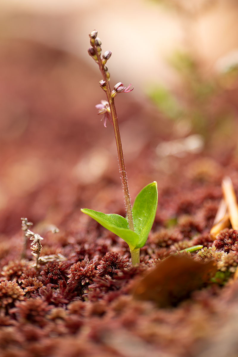 Listera cordata_8235.jpg