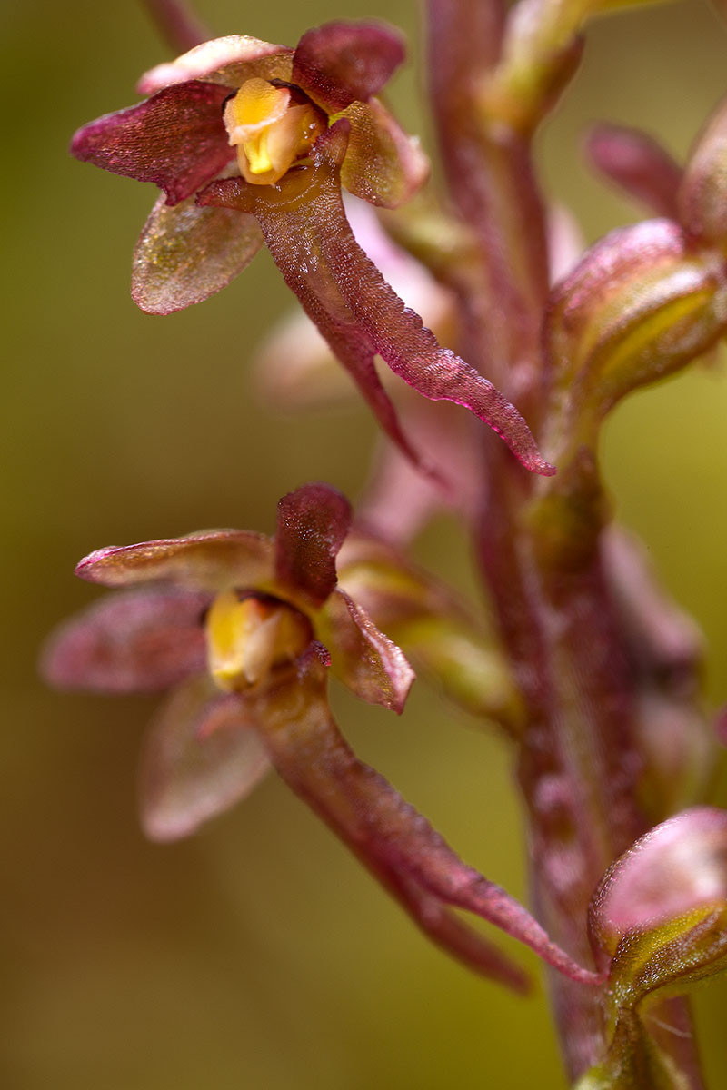 in Hochblüte - die Pollinien liegen noch in ihren Fächern.