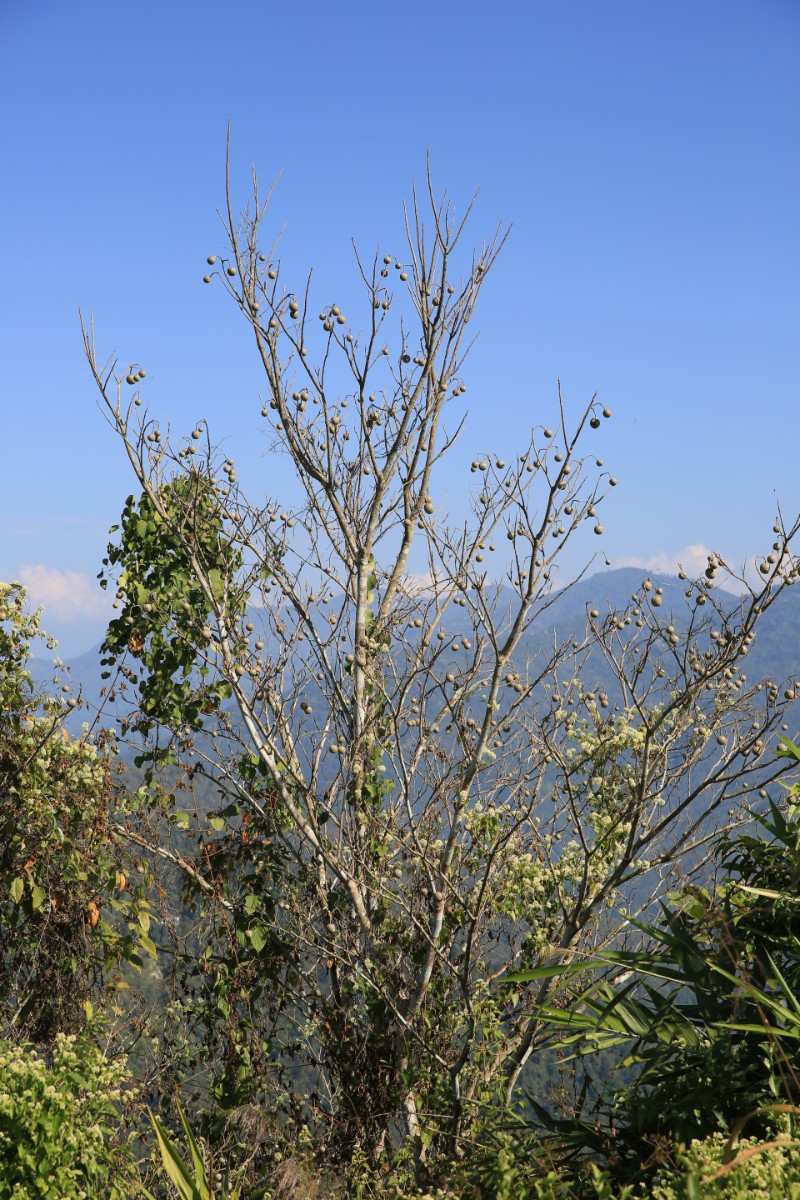 303A6922 Baum Peshok Tea Garden, Darjeeling.JPG