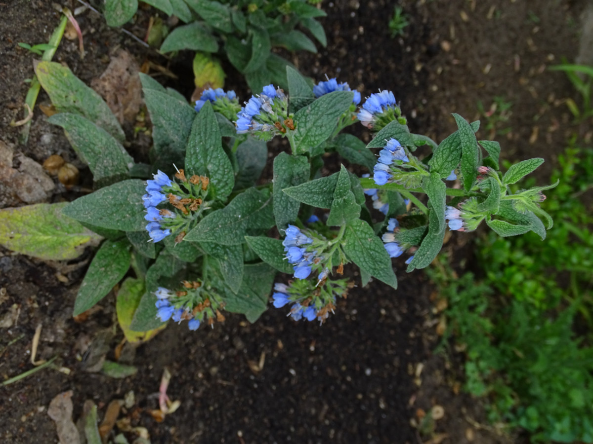Symphytum (2).JPG