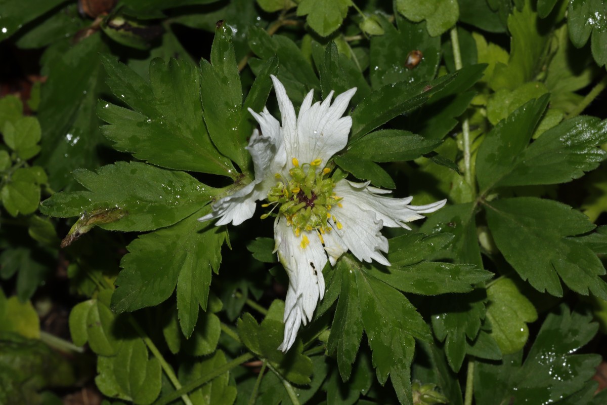 Anemone nemorosa aberr Fehmarn GrünerBrink A02.jpg