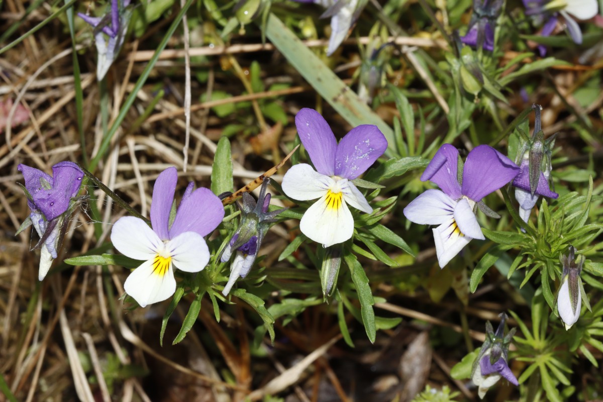 Viola tricolor ssp ammotropha Heiligenhafen Fehmarn A06.jpg