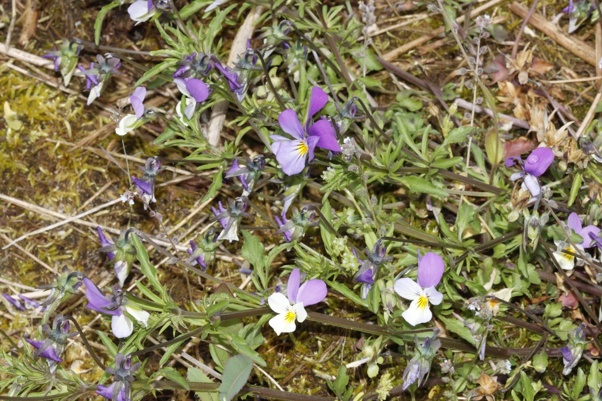 Viola tricolor ssp ammotropha Heiligenhafen Fehmarn A14.jpg