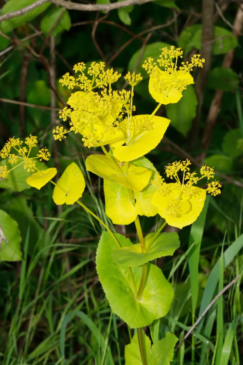 Smyrnium perfoliatum Speyer Autobahnbrücke A03.jpg