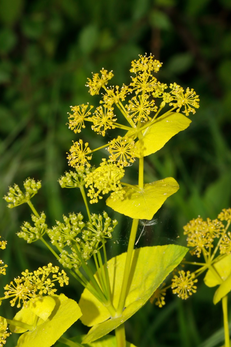 Smyrnium perfoliatum Speyer Autobahnbrücke A05.jpg