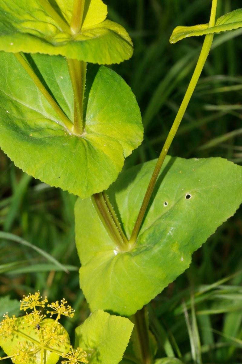 Smyrnium perfoliatum Speyer Autobahnbrücke A06.jpg