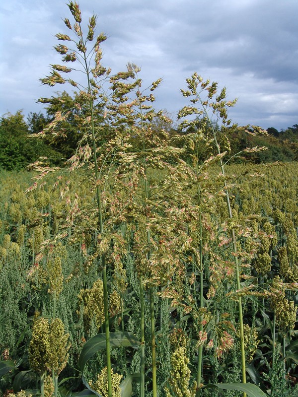 Sorghum bicolor Wildsippe (cf) Walldorf Geißheck G1.jpg