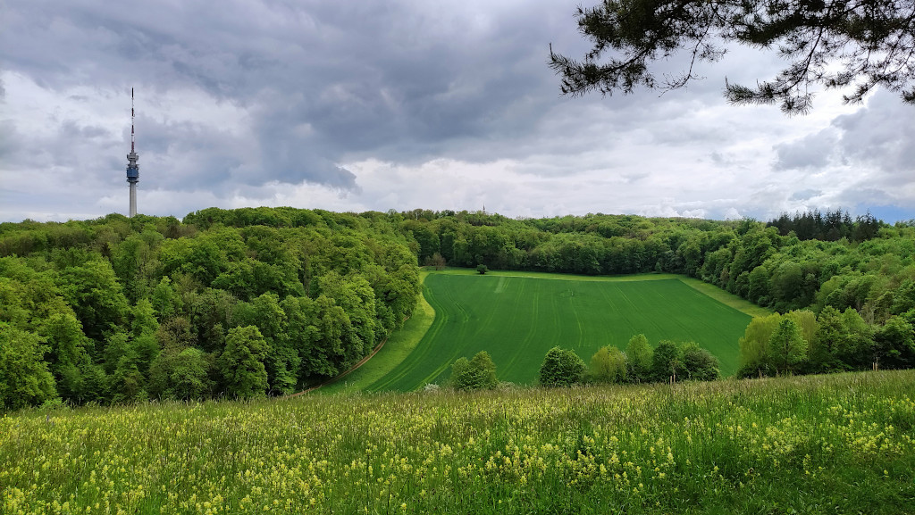 Blick nach Süden - Wiese voll mit Zottigem Klappertopf.jpg