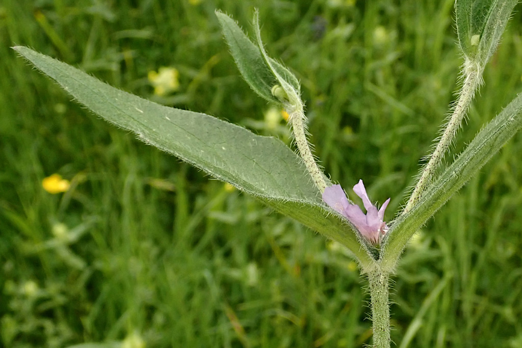 Knautia arvensis-a.jpg