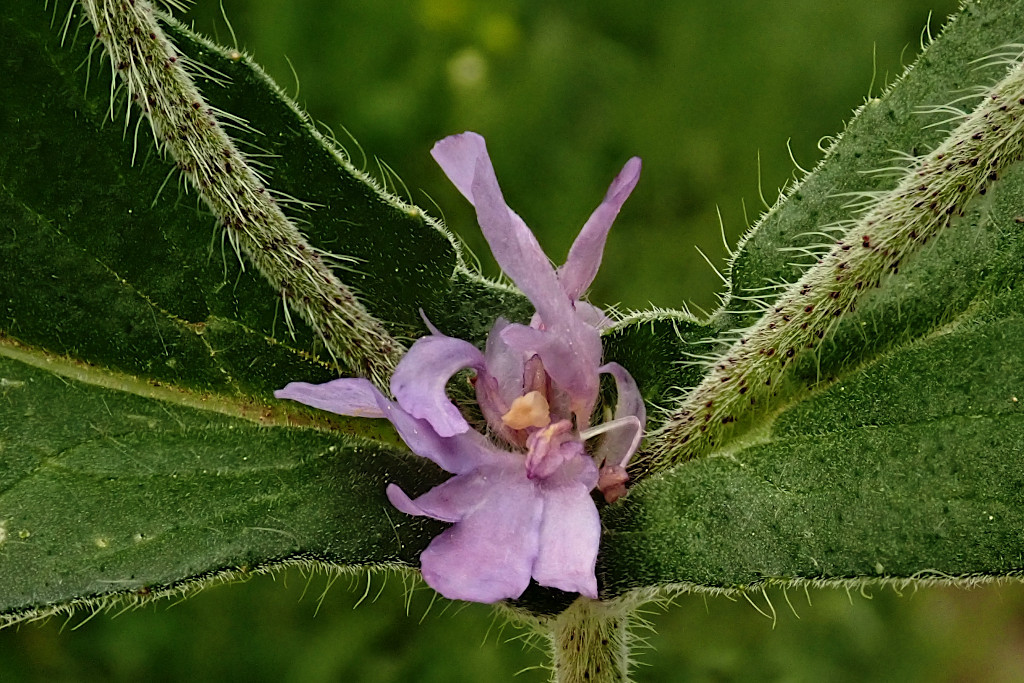 Knautia arvensis-b.jpg