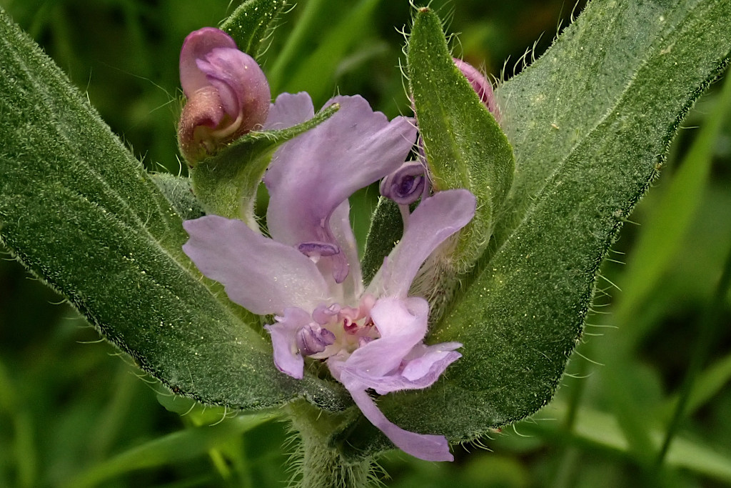 Knautia arvensis-c.jpg