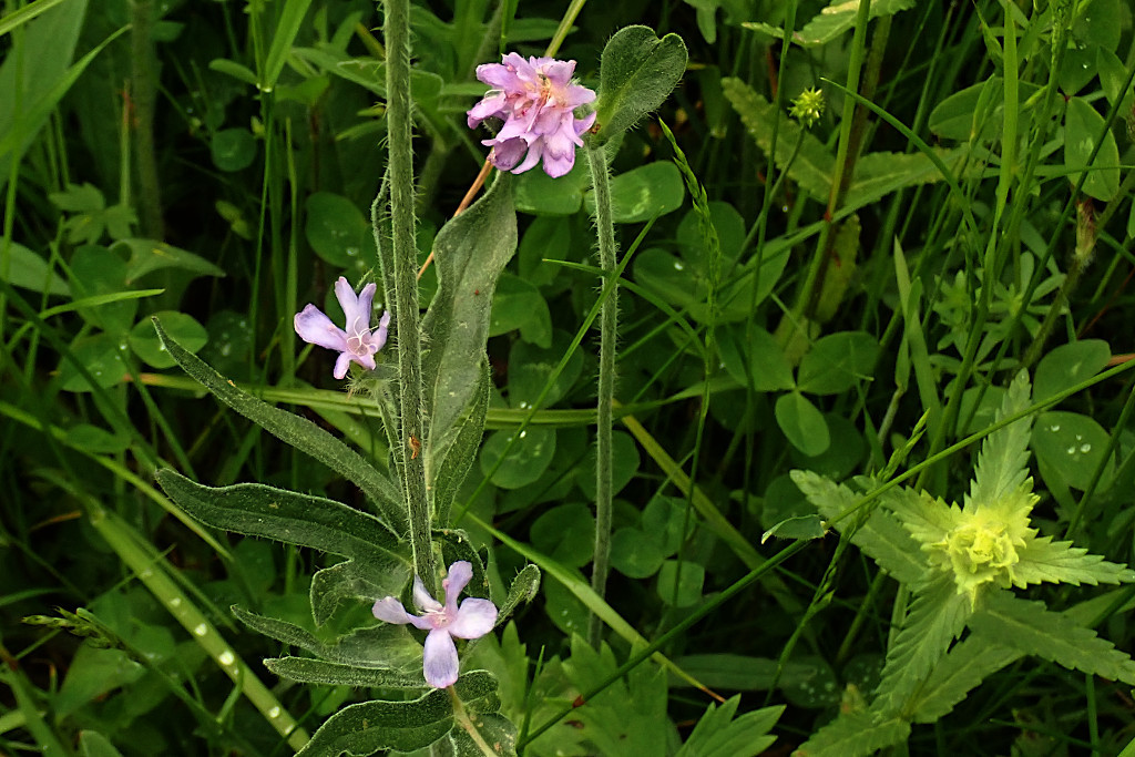 Knautia arvensis-d.jpg