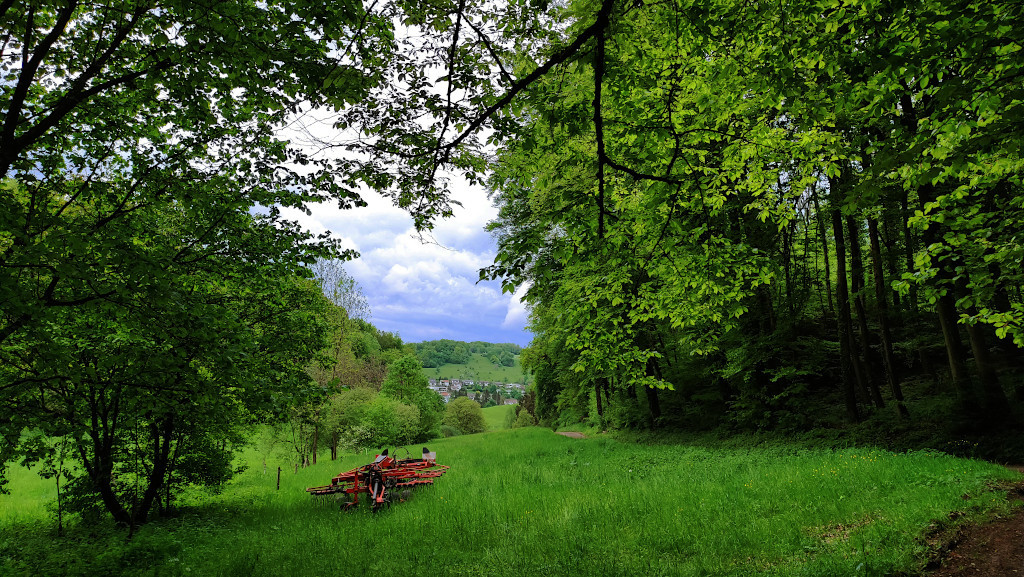 Feuchtes Tal - Waldrand zum Teil in Bachnähe.jpg