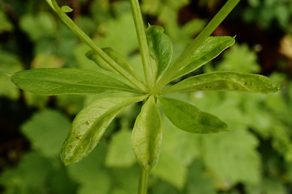 Galium odoratum-a -  Falscher Mehltau Peronospora calotheca.jpg