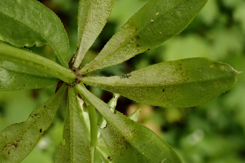 Galium odoratum-b -  Falscher Mehltau Peronospora calotheca.jpg