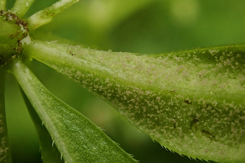 Galium odoratum-c -  Falscher Mehltau Peronospora calotheca.jpg