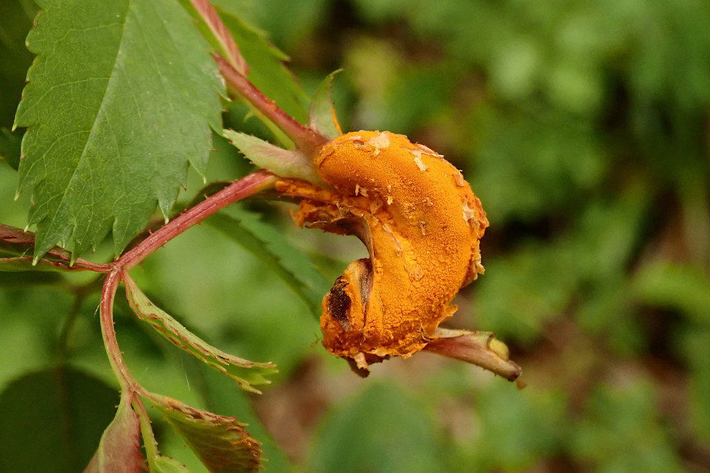 Rosa cf. canina mit Rosenrost - Phragmidium spec. (cf. tuberculatum, mucronatum oder fusiforme).jpg