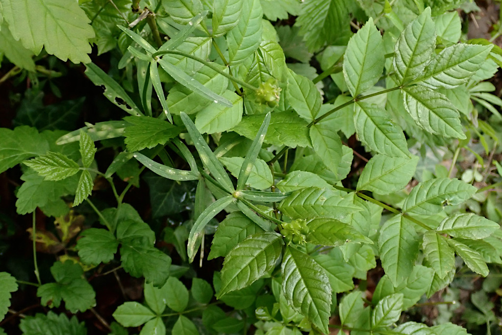 Ranunculus auricomus agg-a -  Falscher Mehltau - cf. Peronospora ranunculi.jpg