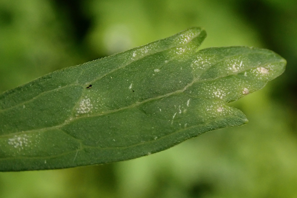 Ranunculus auricomus agg-b -  Oberseite - cf. Peronospora ranunculi.jpg