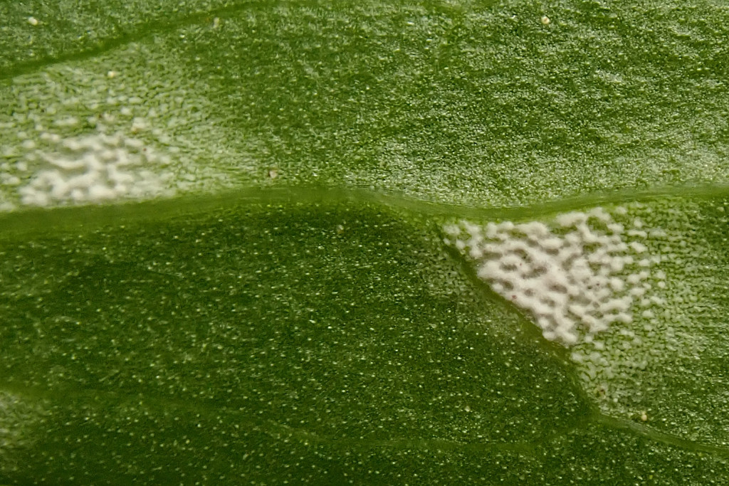 Ranunculus auricomus agg-c -  Unterseite - cf. Peronospora ranunculi.jpg