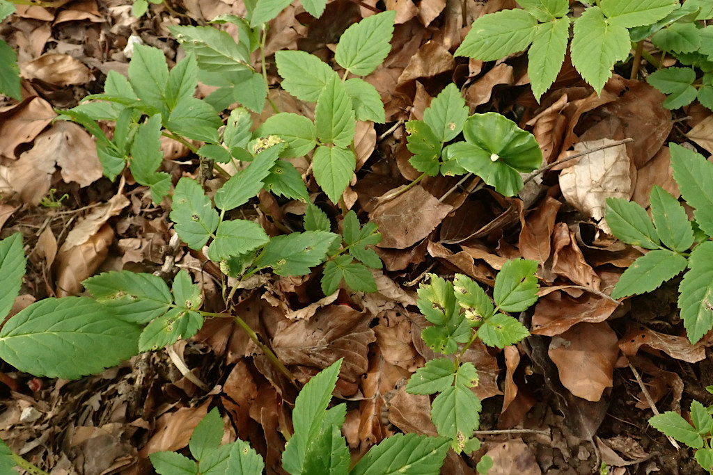 Aegopodium podagraria-a mit Gierschrost - Puccinia aegopodii - Anfang April.jpg