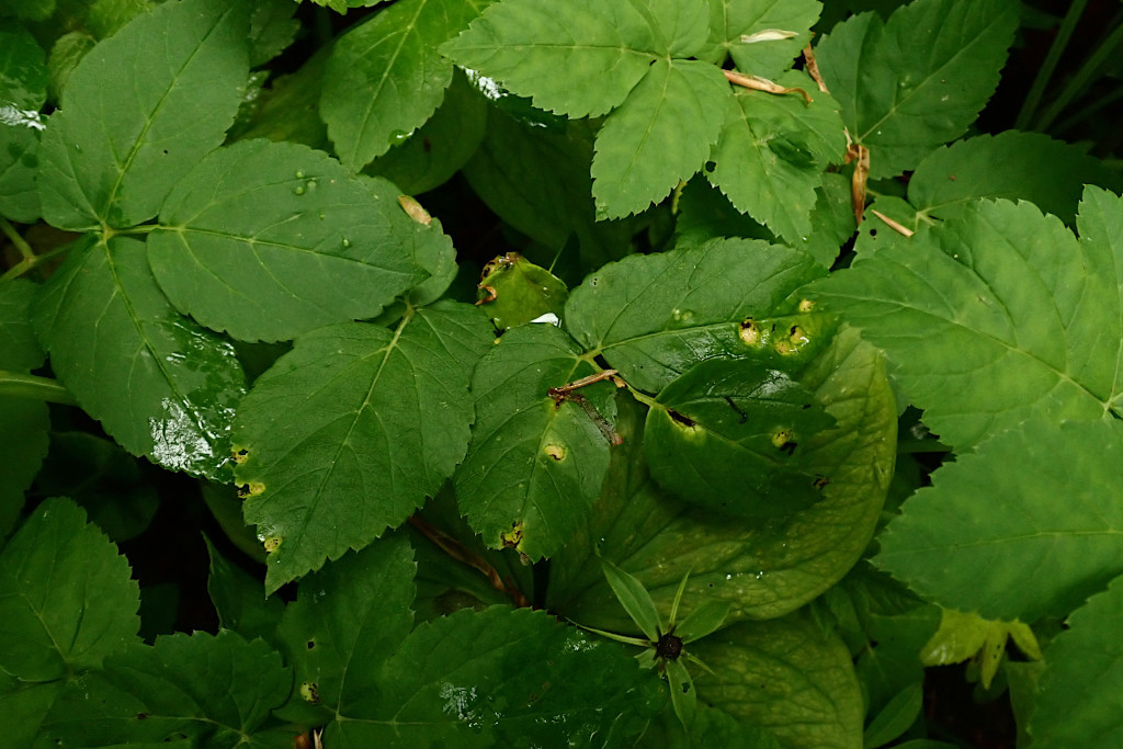 Aegopodium podagraria mit Gierschrost-a -  Puccinia aegopodii - Anfang Mai.jpg