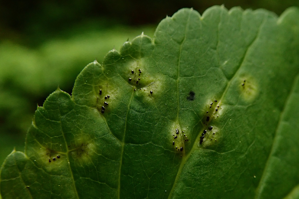 Aegopodium podagraria mit Gierschrost-b -  Puccinia aegopodii - Anfang Mai.jpg