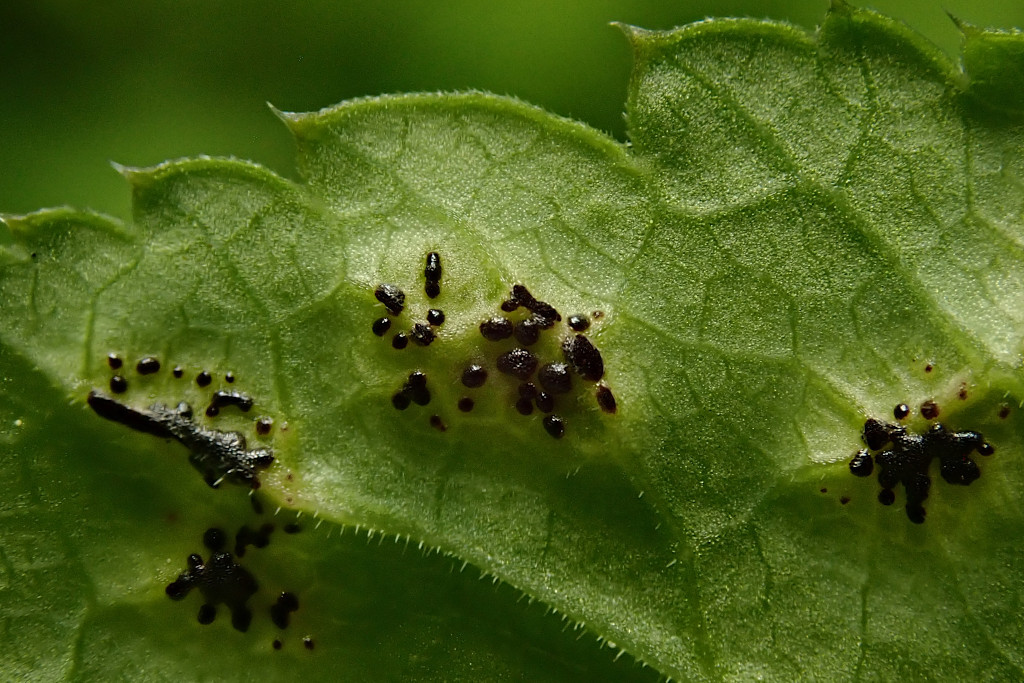 Aegopodium podagraria mit Gierschrost-c - Puccinia aegopodii - Anfang Mai.jpg