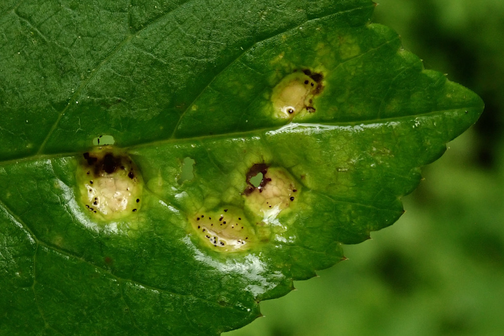 Aegopodium podagraria mit Gierschrost-d -  Puccinia aegopodii - Anfang Mai.jpg