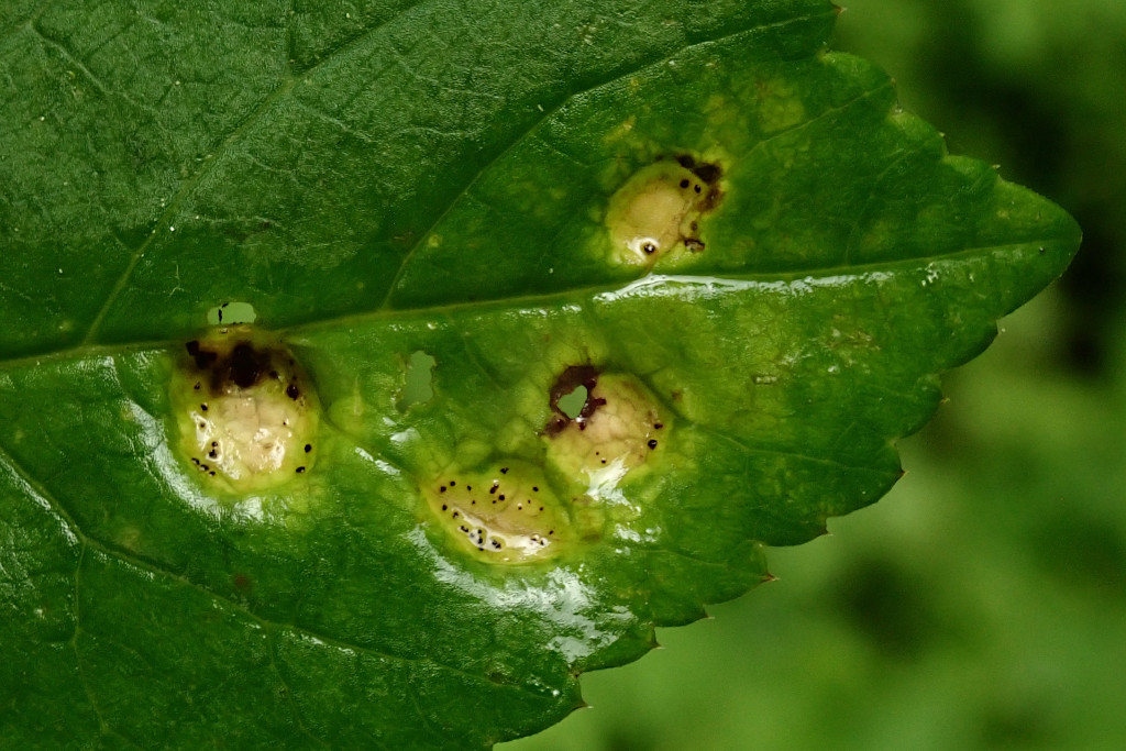 Aegopodium podagraria mit Gierschrost-d - Puccinia aegopodii - Anfang Mai.jpg