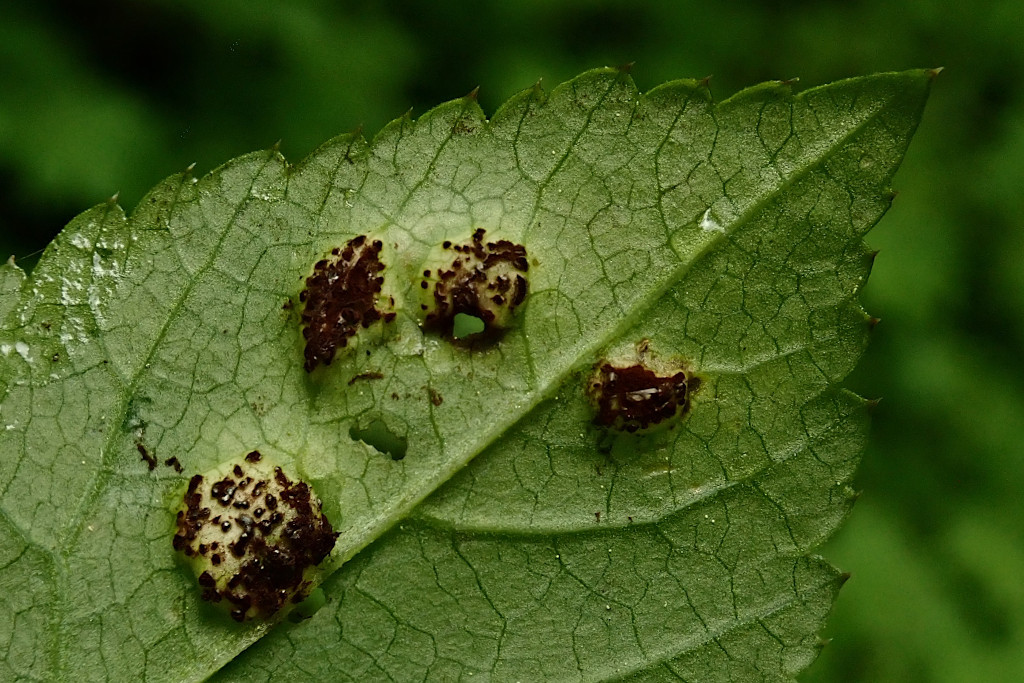 Aegopodium podagraria mit Gierschrost-e -  Puccinia aegopodii - Anfang Mai.jpg