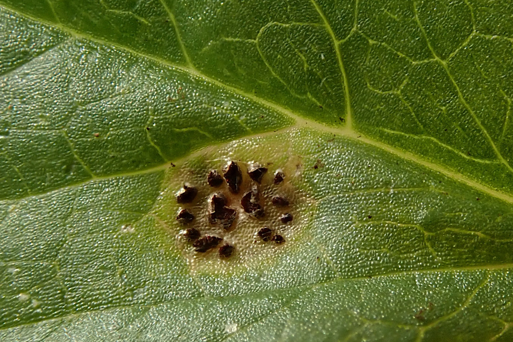 Aegopodium podagraria-b mit Gierschrost -  Puccinia aegopodii - Anfang April.jpg