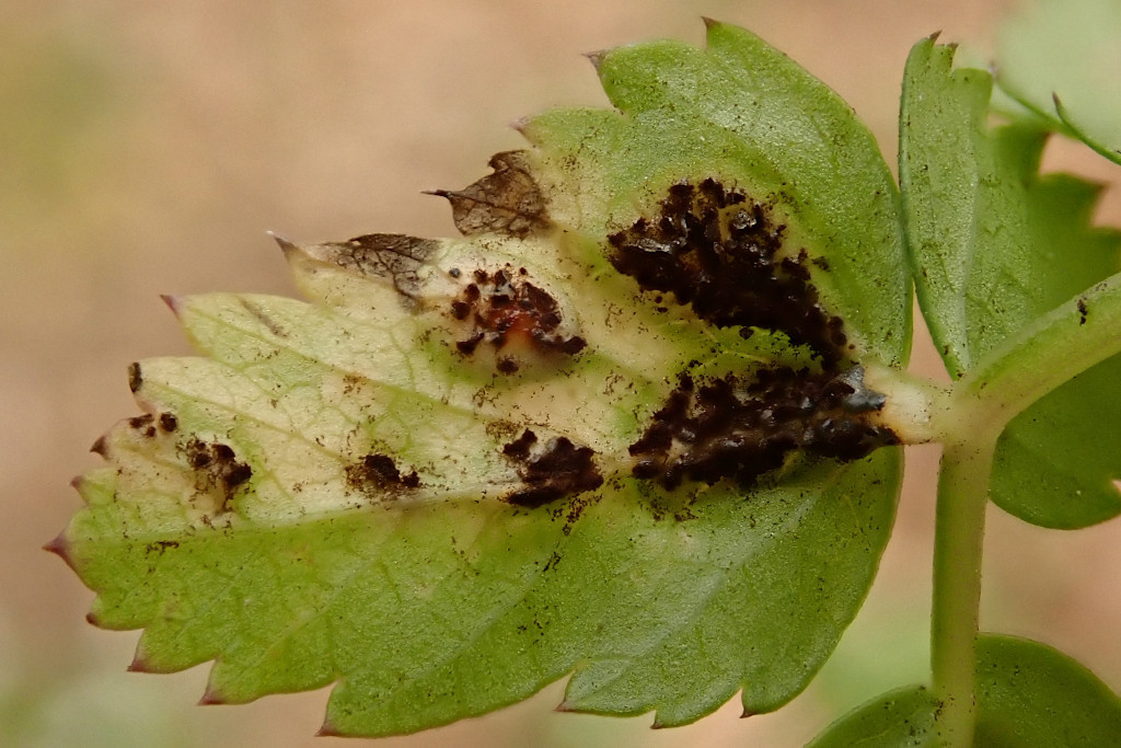 Aegopodium podagraria-c mit Gierschrost -  Puccinia aegopodii - Anfang April.jpg