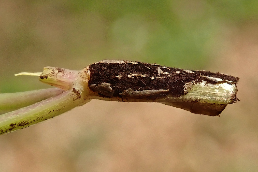 Aegopodium podagraria-d mit Gierschrost -  Puccinia aegopodii - Anfang April.jpg