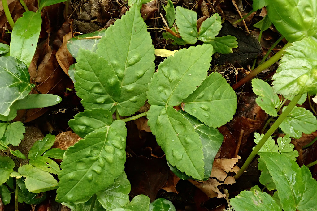 Aegopodium podagraria mit Gallen-a - Trioza flavipennis (Psylloidea Blattflöhe).jpg