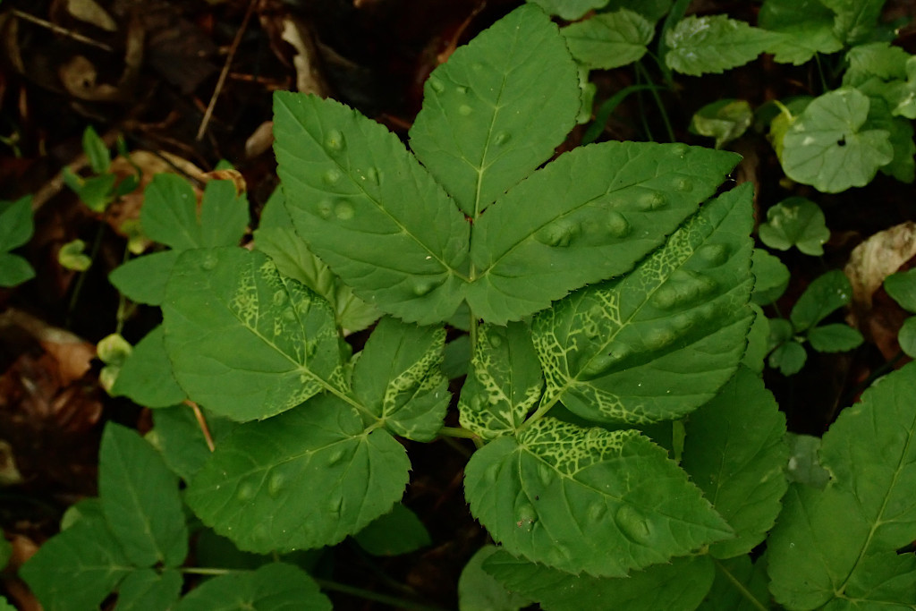 Aegopodium podagraria mit Gallen-b - Trioza flavipennis (Psylloidea Blattflöhe).jpg