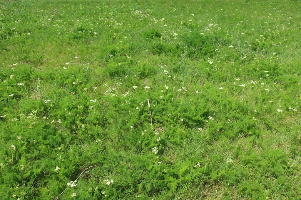 Letztes Jahr die Blüte bei Nordhalben noch verpasst, nun zieht ein angenehmes Aroma nach Küchenkraut durchs ganze Tal