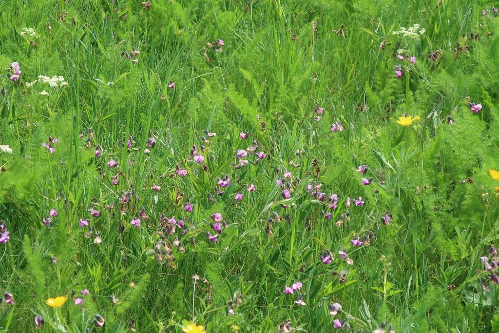 Ganz überraschend ist aber die wohl häufigste Blüte in der Aue aktuell die der Berg-Platterbse, die ich außerhalb des Waldes noch nie so zahlreich gesehen habe