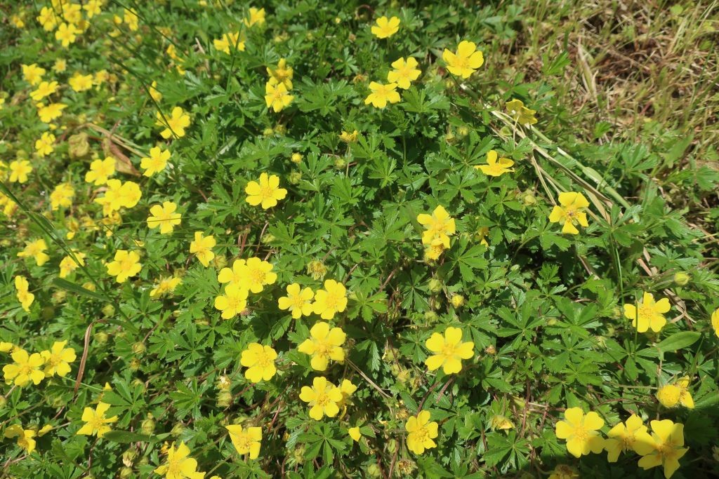 Das Rötliche Fingerkraut in voller Blüte am Sonnenhang