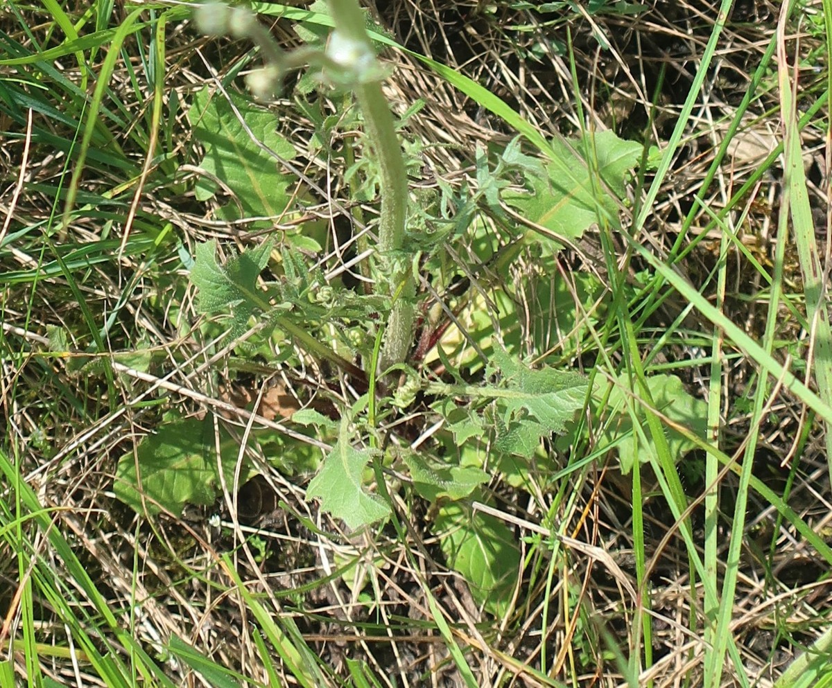 Crepis vesicaria 3_Morgenbuehl_2024-05-11.jpg