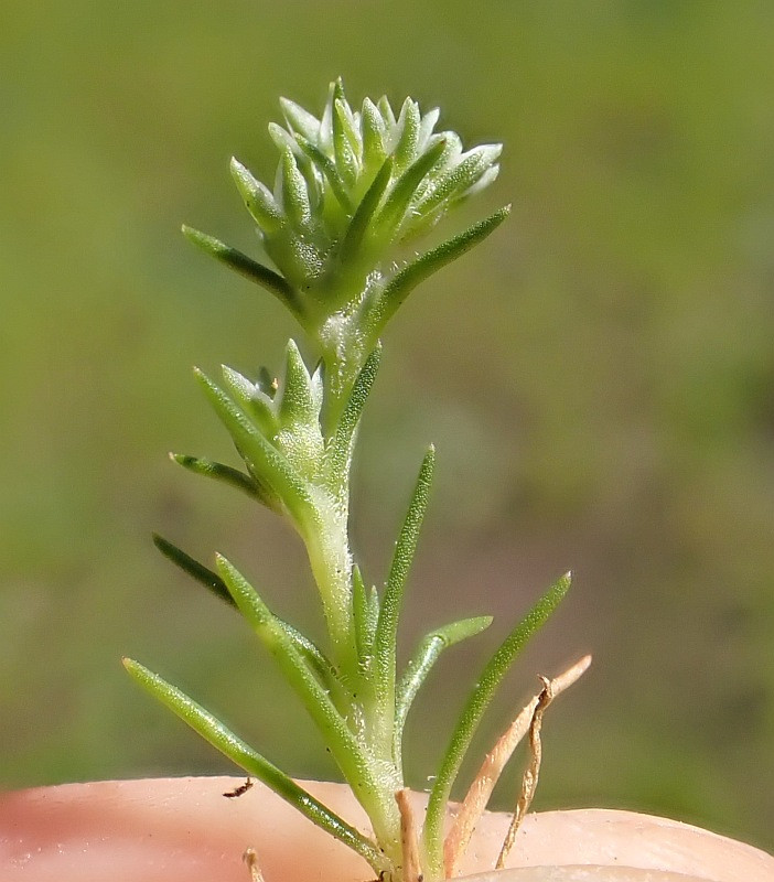 Scleranthus spec._2.jpg