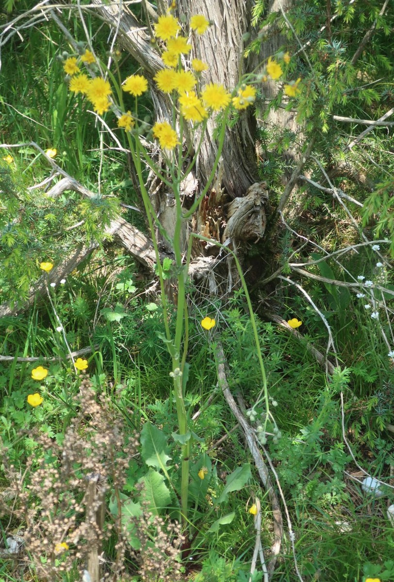 Crepis vesicaria 1_Wallersberg_2024-05-12.jpg