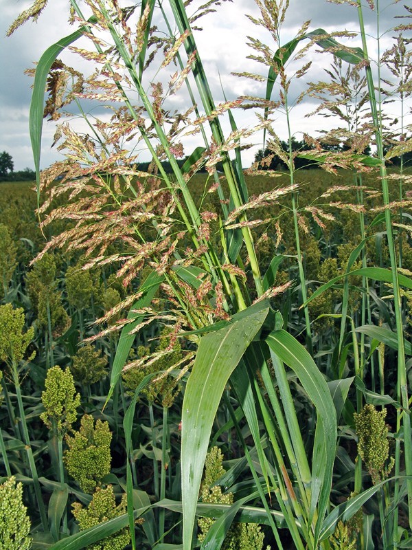 Sorghum bicolor Wildsippe (cf) Walldorf Geißheck G6.jpg