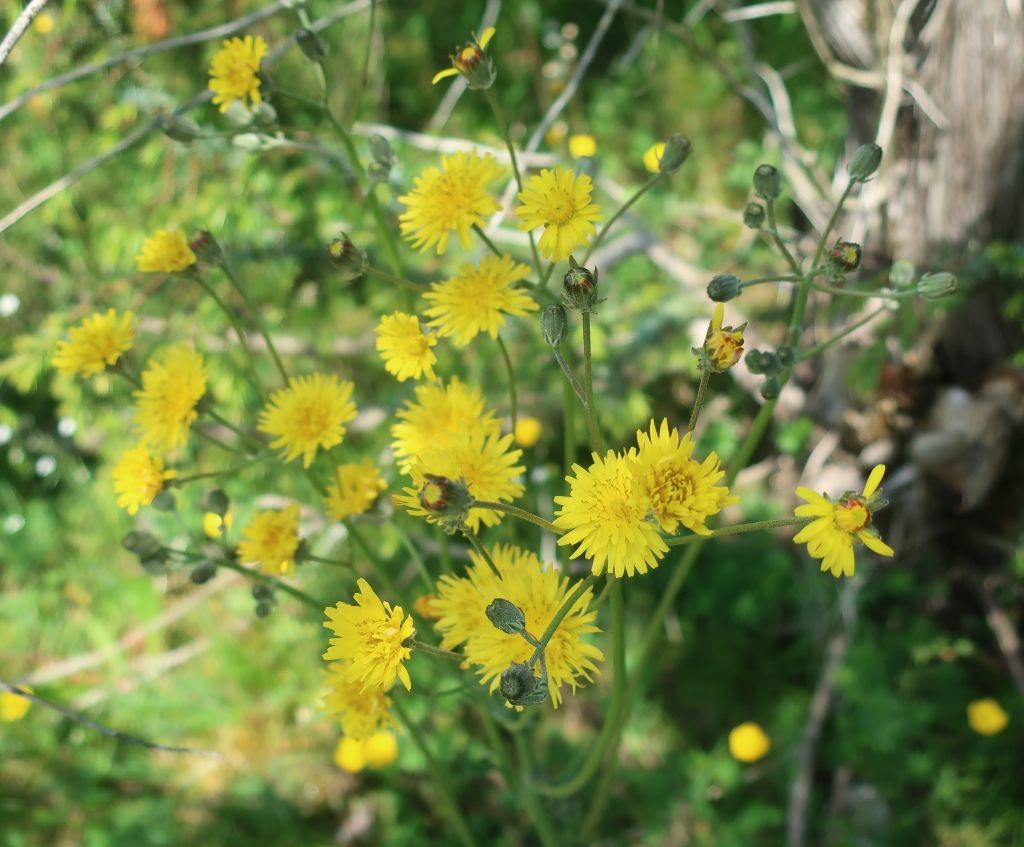 Crepis vesicaria 2_Wallersberg_2024-05-12.jpg