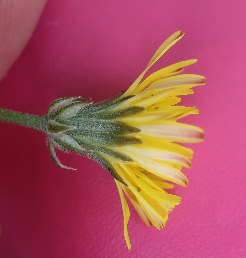 Crepis vesicaria 3_Wallersberg_2024-05-12.jpg