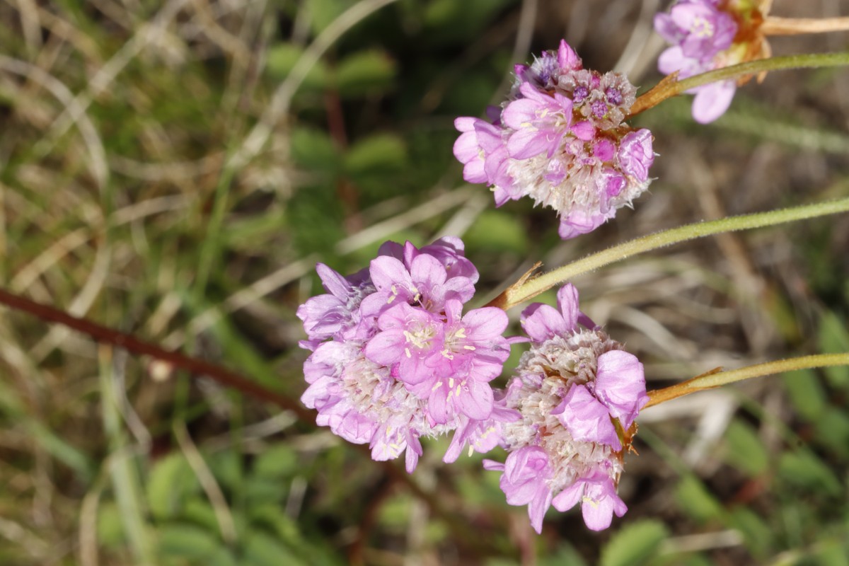 Armeria maritima ssp halleri Breiningerberg A01.jpg