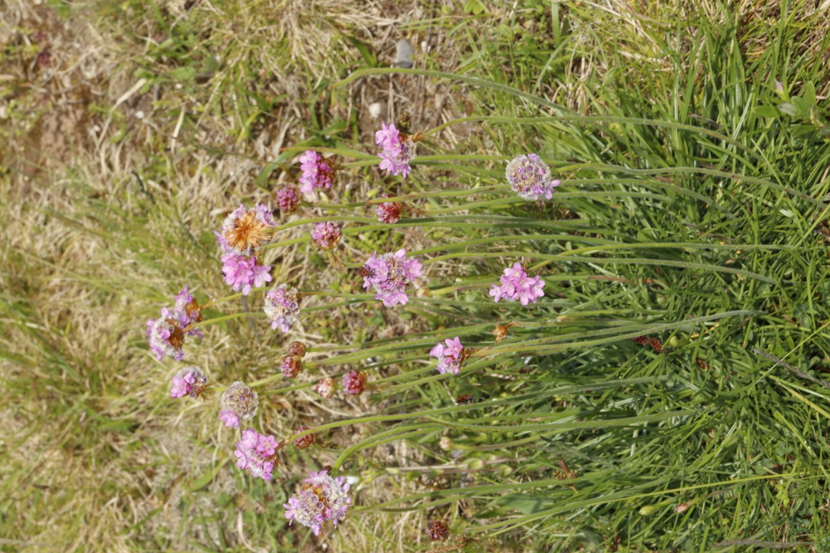 Armeria maritima ssp halleri Breiningerberg A03.jpg